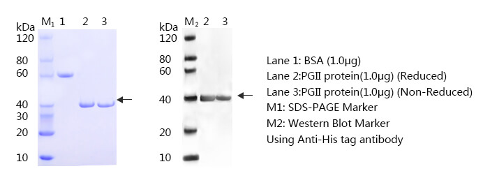 胃蛋白酶原Ⅱ-蛋白质印迹法(免疫印迹试验WB)