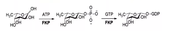 L-岩藻糖激酶 GDP-岩藻焦糖磷酸化酶 CAS 37278-00-5 EC 2.7.1.52(2.7.7.30)