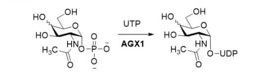 N-乙酰氨基葡糖-1-嘌呤基转移酶 CAS UENA-0192 EC 2.3.1.157