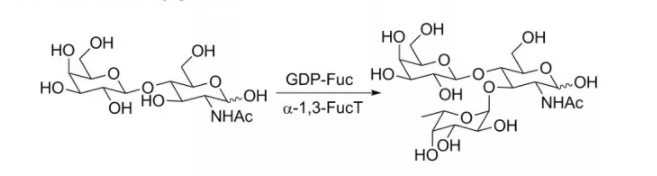 α 1，3-岩藻糖基转移酶 CAS 37277-69-3 EC 2.4.1.65