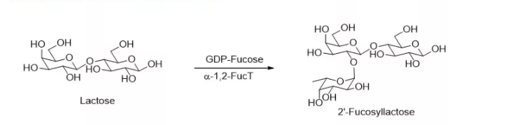 α1,2-岩藻糖基转移酶 CAS 56093-23-3 EC 2.4.1.69