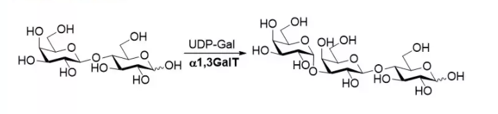 α1，3-半乳糖基转移酶 CAS 62213-42-7 EC 2.4.1.87