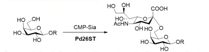 α2 6-唾液酸转移酶 CAS 9075-81-4 EC 2.4.99.1