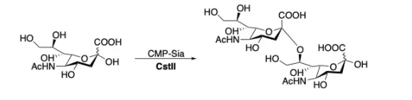 α2,8-唾液酸转移酶 CAS 67339-00-8 EC 2.4.99.8