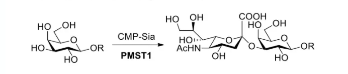 α2，3-唾液酸转移酶 CAS 71124-51-1 EC 2.4.99.4