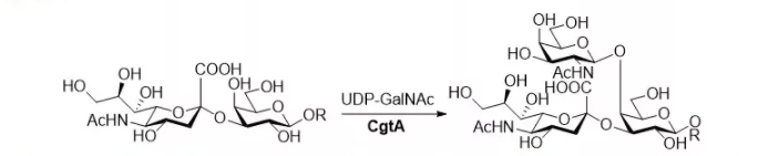 β1，4-N-乙酰半乳糖胺基转移酶 CAS 67338-98-1 EC 2.4.1.92