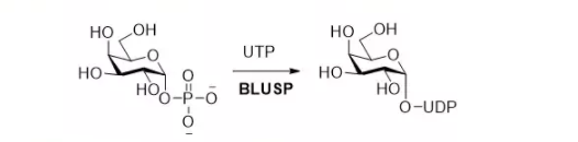 尿苷二磷酸-糖焦磷酸化酶 CAS UENA-0191 EC 2.7.7.64