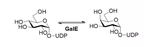 尿苷二磷酸葡萄糖 4-表异构酶; CAS 9032-89-7 EC 5.1.3.2