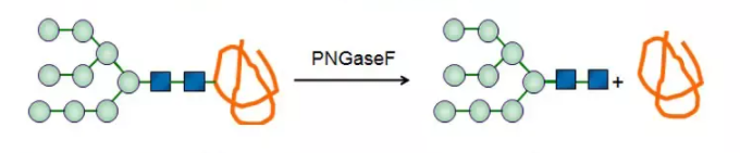 糖肽酶CAS 83534-39-8 EC 3.5.1.52