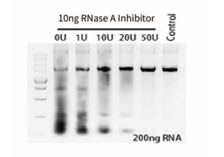 RNase 抑制剂（基因重组型）CAS UENA-0193 产品特点