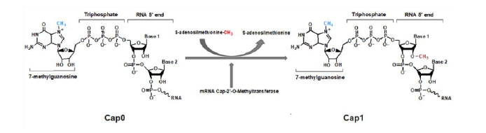 mRNA 2'-O-甲基转移酶 CAS 61970-02-3 产品特点