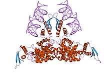 核糖核酸酶 III CAS UENA-0194 结构式