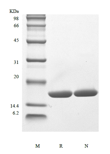 SDS-PAGE of Recombinant Human Interleukin-1 alpha