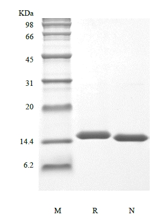 SDS-PAGE of Recombinant Human Interleukin-2