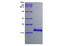 SDS-PAGE of Recombinant Human Interleukin-17F