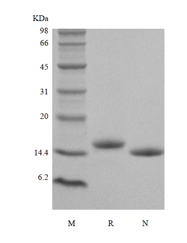 SDS-PAGE of Recombinant Human Interleukin-22