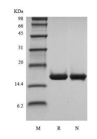SDS-PAGE of Recombinant Human Interleukin-36 alpha, 153a.a.