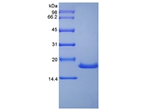 SDS-PAGE of Recombinant Human Stem Cell Factor