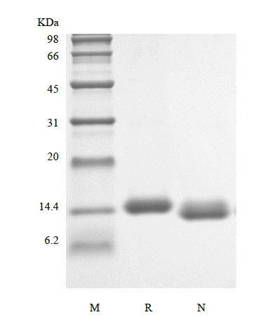 SDS-PAGE of Recombinant Human Granulocyte-Macrophage Colony Stimulating Factor