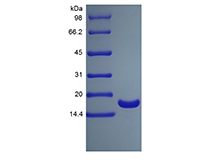 SDS-PAGE of Recombinant Human Tumor Necrosis Factor-alpha/TNFSF2, His