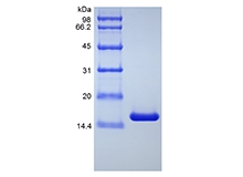 SDS-PAGE of Recombinant Human Tumor Necrosis Factor-alpha/TNFSF2, Variant