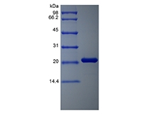SDS-PAGE of Recombinant Human Oncostatin-M