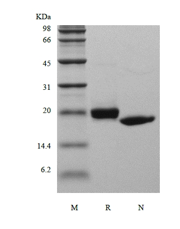 SDS-PAGE of Recombinant Human Endostatin