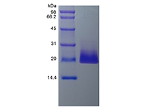 SDS-PAGE of Recombinant Human 4-1BB Ligand/TNFSF9
