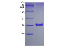 SDS-PAGE of Recombinant Human 4-1BB Receptor/TNFRSF9