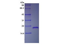 SDS-PAGE of Recombinant Human Acidic Fibroblast Growth Factor