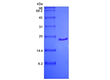 SDS-PAGE of Recombinant Human Acidic Fibroblast Growth Factor, 2-155a.a.