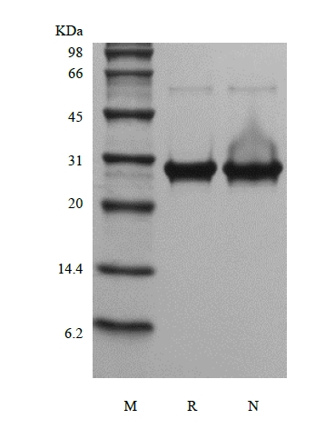 SDS-PAGE of Recombinant Human Fibroblast Growth Factor 13