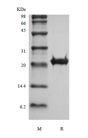 SDS-PAGE of Recombinant Human Fibroblast Growth Factor 16