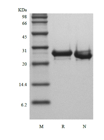 SDS-PAGE of Recombinant Human Fibroblast Growth Factor 23