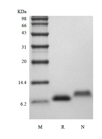 SDS-PAGE of Recombinant Human Insulin-like Growth Factor-1
