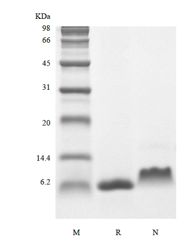 SDS-PAGE of Recombinant Human Insulin-like Growth Factor-1 V44M