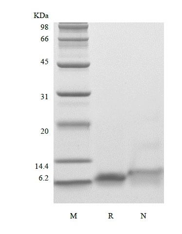 SDS-PAGE of Recombinant Human Insulin-like Growth Factor-1 R36Q
