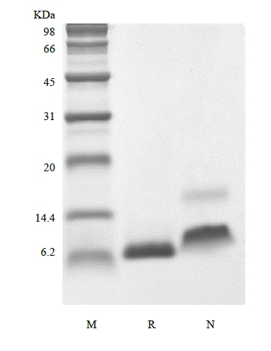 SDS-PAGE of Recombinant Human Insulin-like Growth Factor-1 A70T