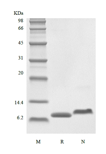 SDS-PAGE of Recombinant Human LR3 Insulin-like Growth factor-1, Media Grade
