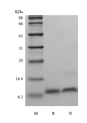 SDS-PAGE of Recombinant Human Epigen