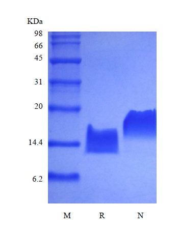 SDS-PAGE of Recombinant Human Endocrine Gland-derived Vascular Endothelial Growth Factor