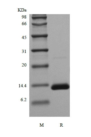 SDS-PAGE of Recombinant Human Transforming Growth Factor - beta 1