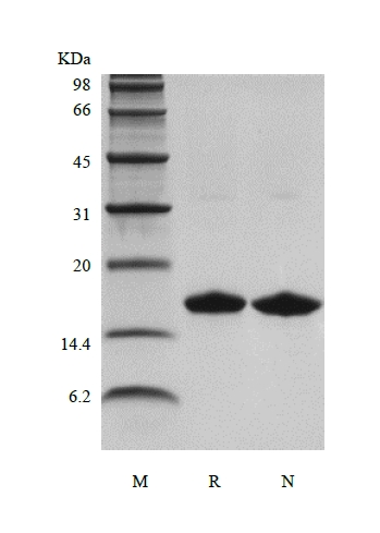 SDS-PAGE of Recombinant Human Interferon-gamma