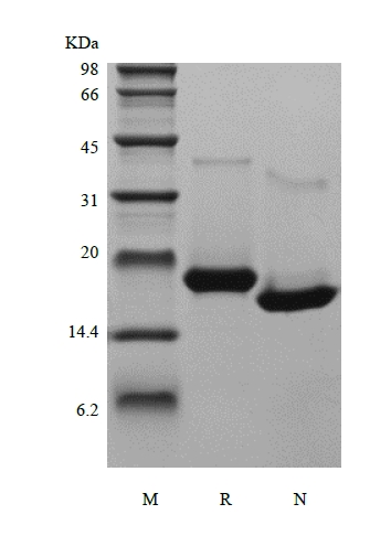 SDS-PAGE of Recombinant Human Interferon-omega