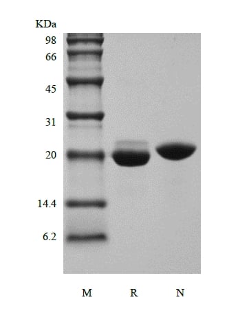 SDS-PAGE of Recombinant Human Novel Neurtrophin-1/B-Cell Stimulating Factor-3