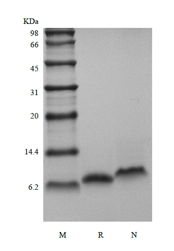 SDS-PAGE of Recombinant Human Neuregulin 1-beta2 EGF-like Domain