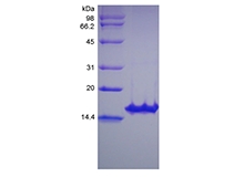 SDS-PAGE of Recombinant Human Glial Cell Line-derived Neurotrophic Factor