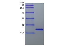 SDS-PAGE of Recombinant Human Midkine
