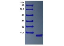 SDS-PAGE of Recombinant Human Neuregulin 1-alpha EGF Domain