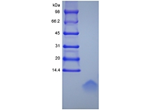 SDS-PAGE of Recombinant Human Beta-defensin 1, 47a.a.